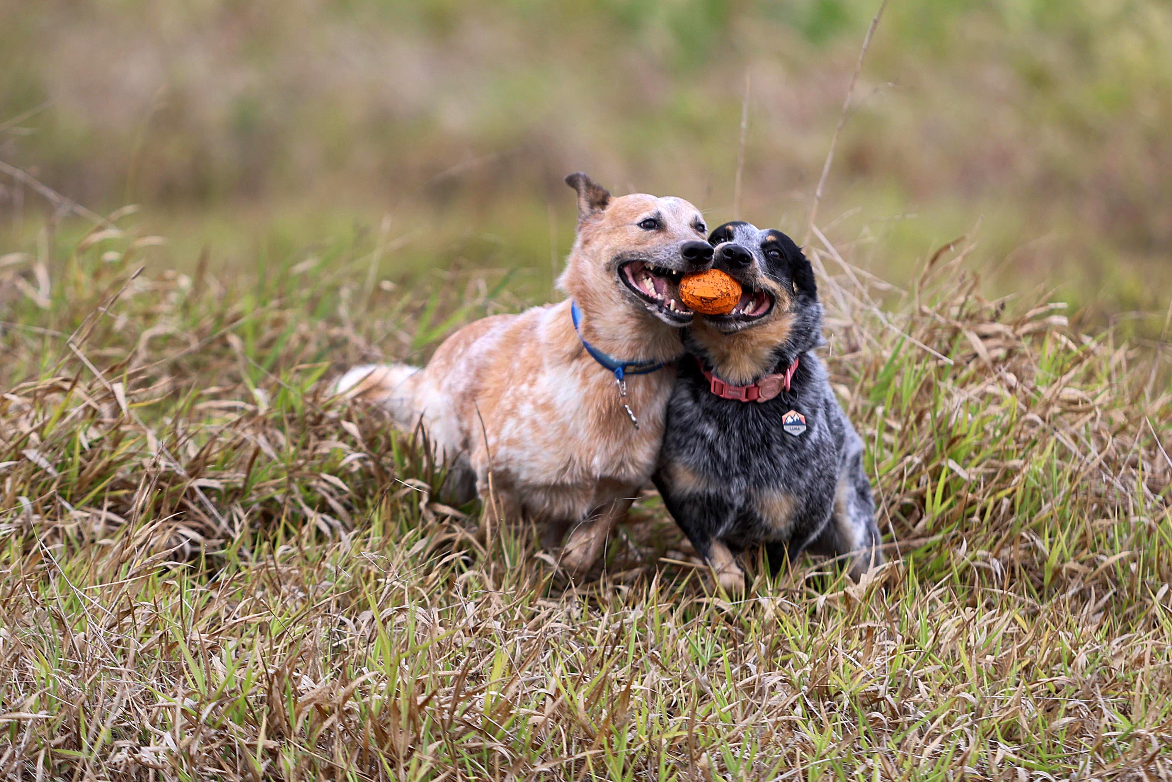 25/04/2024 San Ramón. Logan, el perro tico más seguido en redes sociales es un boyero australiano. Su dueño, Kevin Argüello, se apoya en la fama del enérgico y gracioso animal para ayudar a otros perros. Foto: Rafael Pacheco Granados
