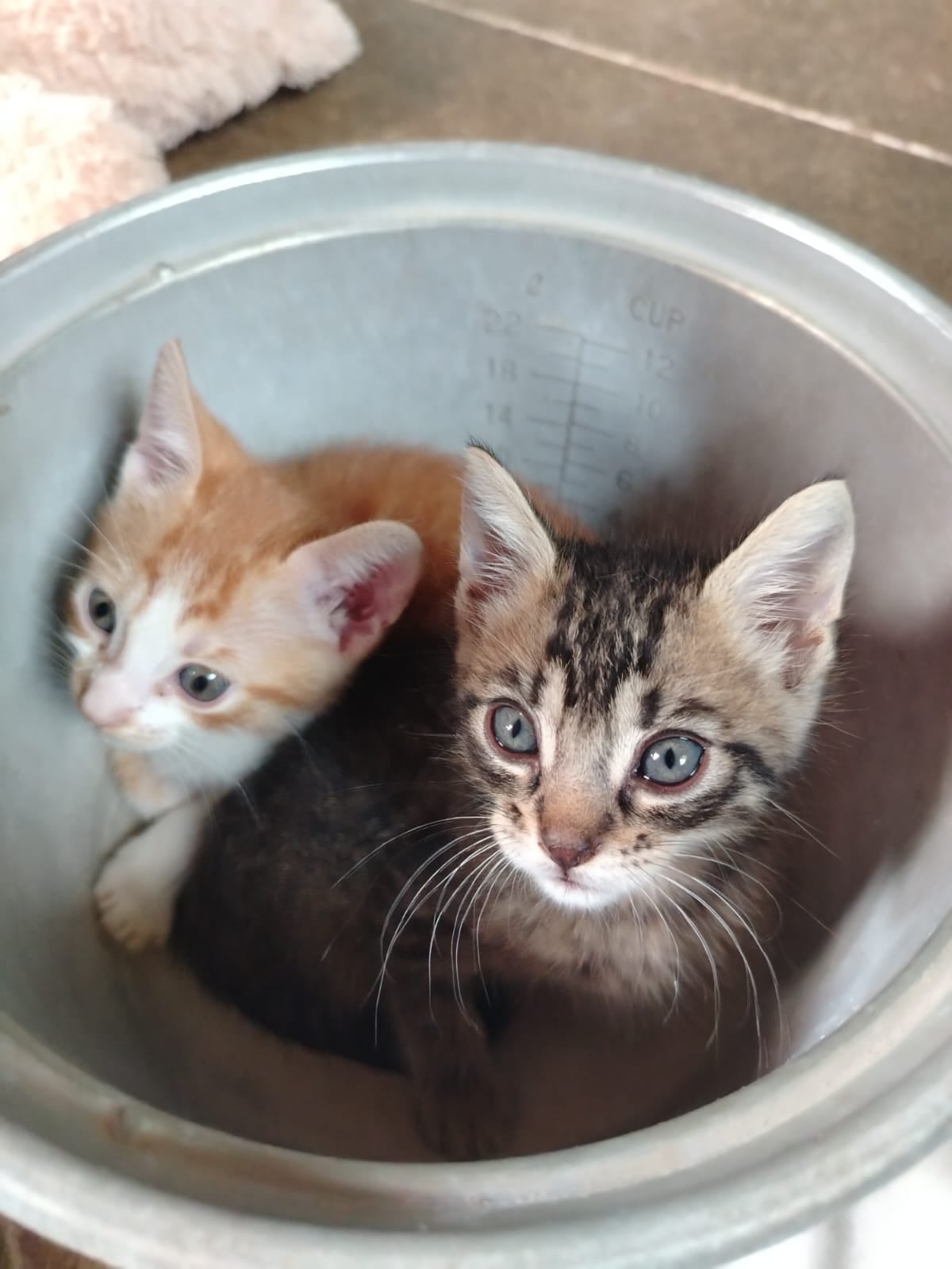 Laura Guevara rescató dos gaticos, Ronroneo y Moly, los cuales botaron recién nacidos en una caja de cervezas.