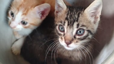 De una caja de cerveza salieron los amores más grandes de su vida