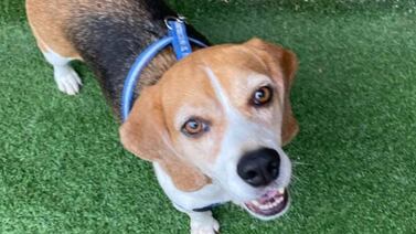 Este “guapo” necesita una casa y es sencillamente adorable