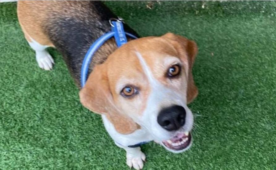 perro Tobby, raza Beagle, busca casa