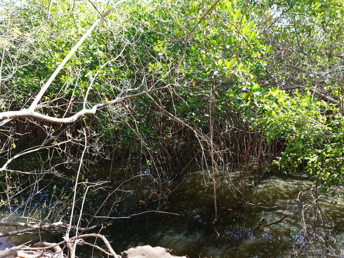 A pesar de la clara existencia de manglares, SETENA no ha querido declarar esta zona como patrimonio.