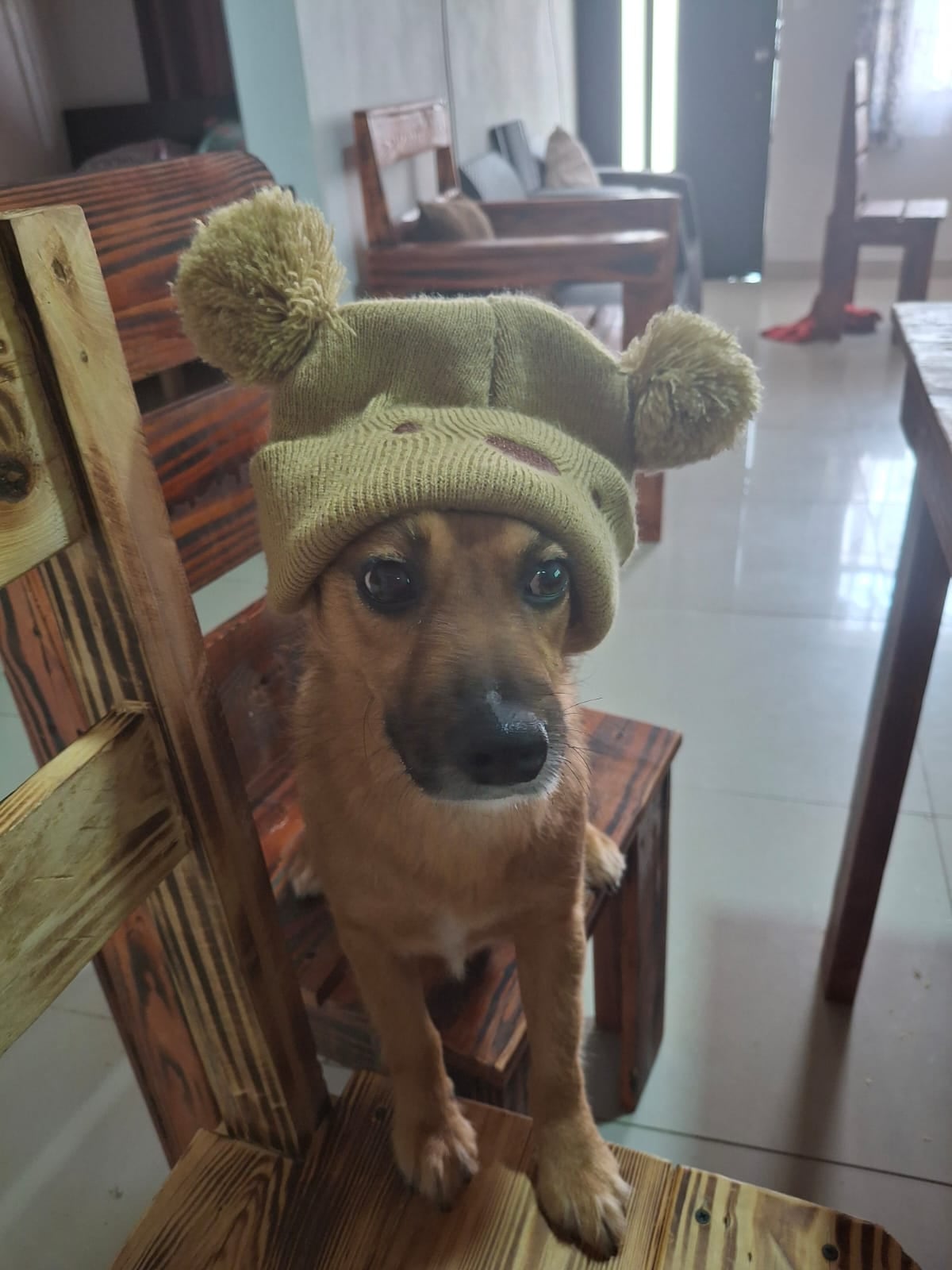 Lazzie Marie es una perra zaguatica que pasó de haber sido botada en un saco toda enferma a ser la luz del hogar de doña Carolina de Franco