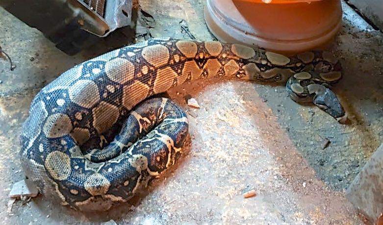 Jill Paer encontró algo espeluznante en su casa mientras revisaba unas goteras: vea fotos