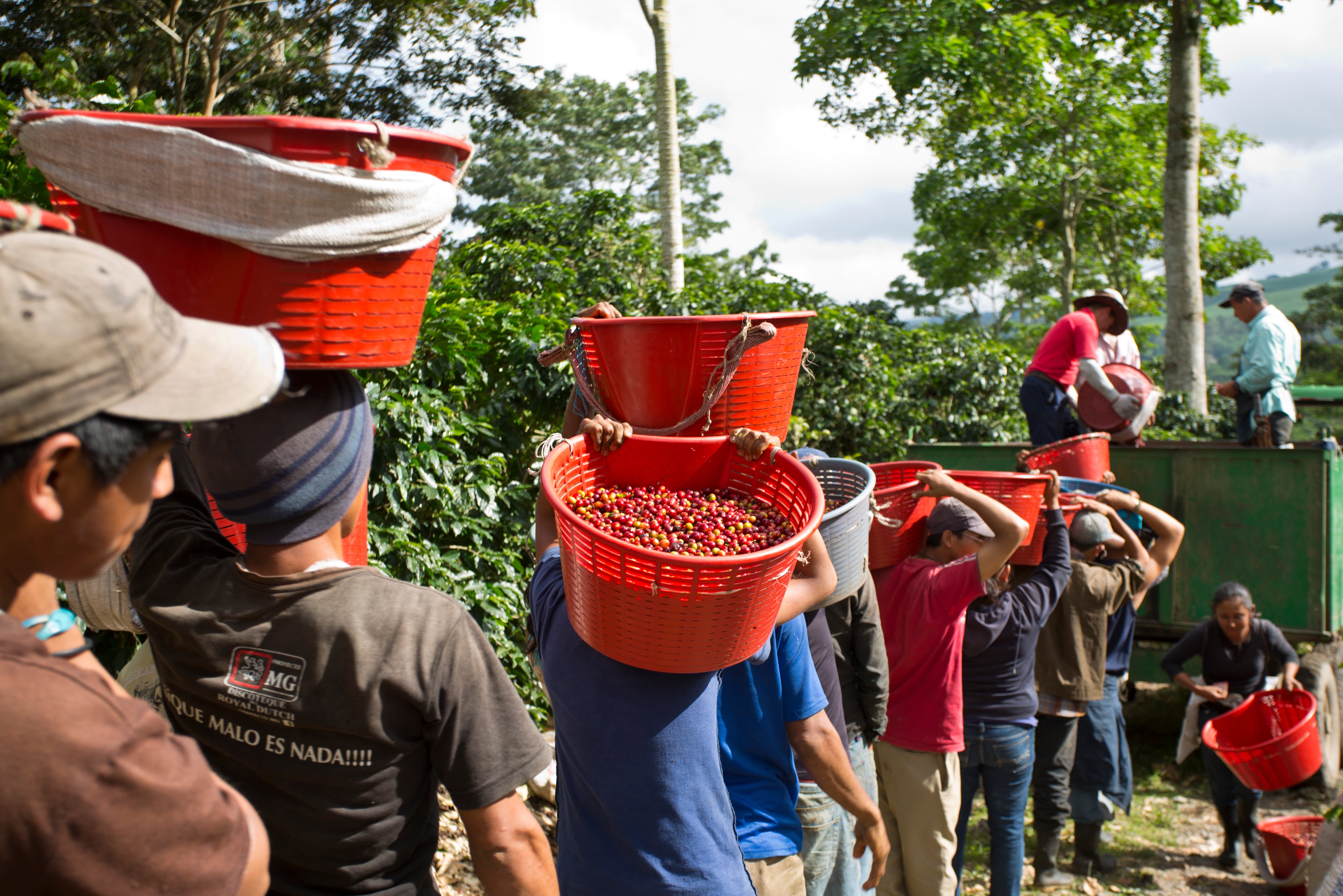 La Hacienda Aquiares en Turrialba tiene 170 años de funcionar y a partir de agosto necesitará más de 1.200 cogedores de café.