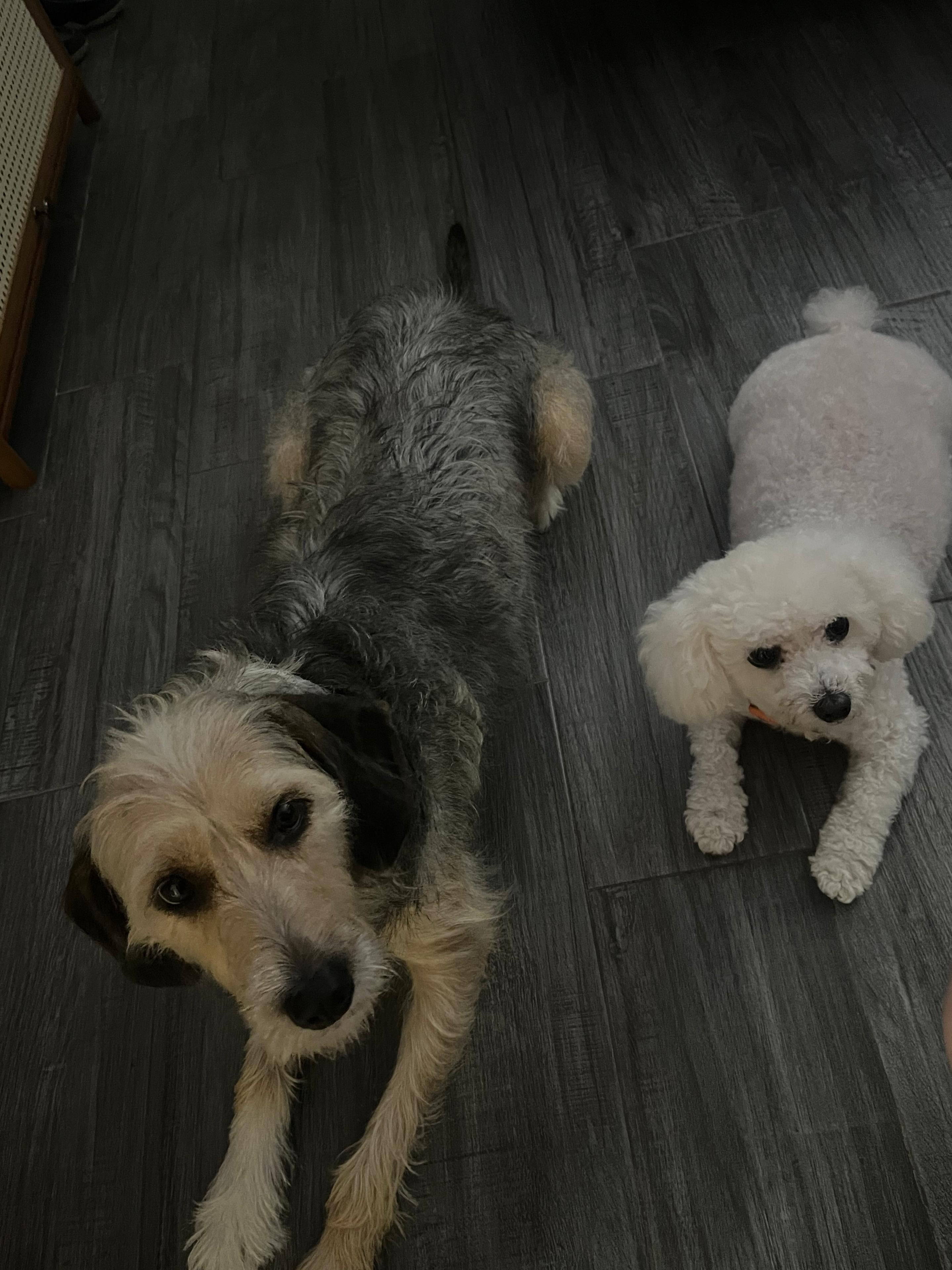 Alejandra Esquivel quien siempre supo que su vida estaría marcada por los perros, pero jamás imaginó que una peludita llamada Sol llegaría a convertirse en su refugio en medio de los días más oscuros de su vida.