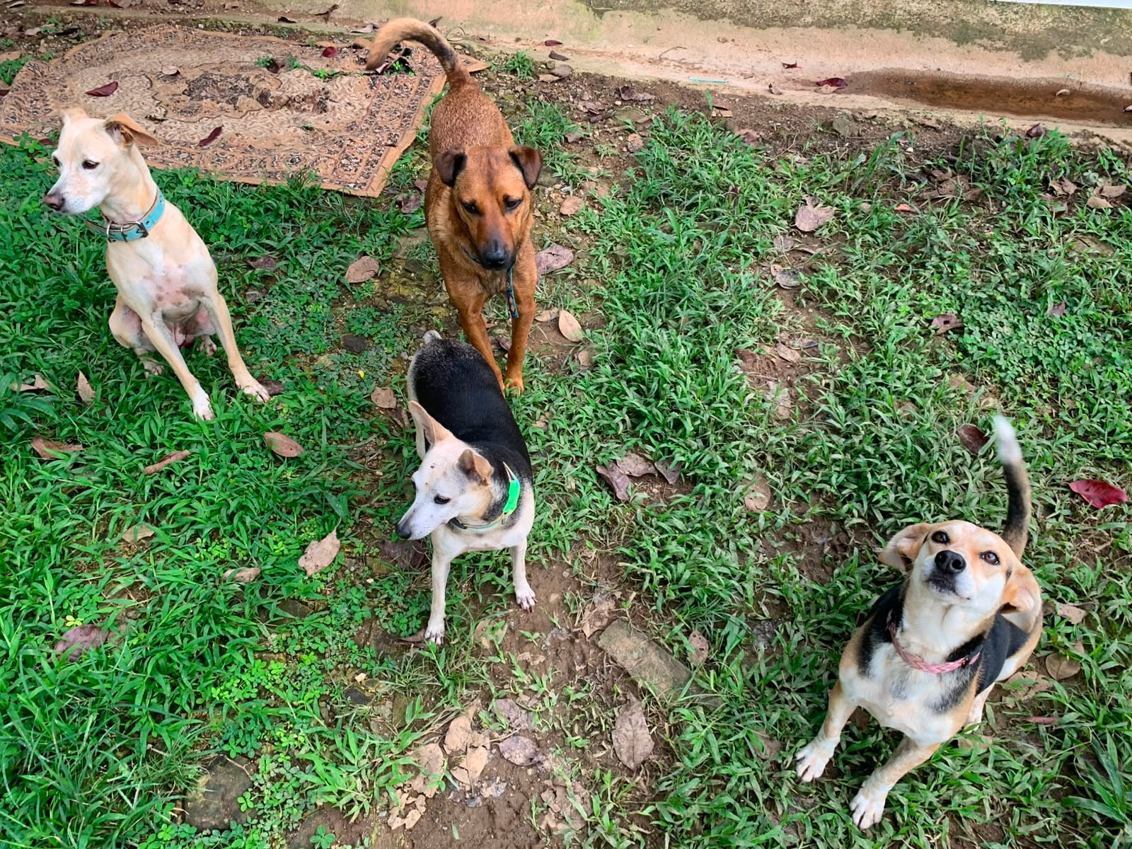 Bamba, la perrita rescatada en Pérez Zeledón que sobrevivió a un atropello estando embarazada.