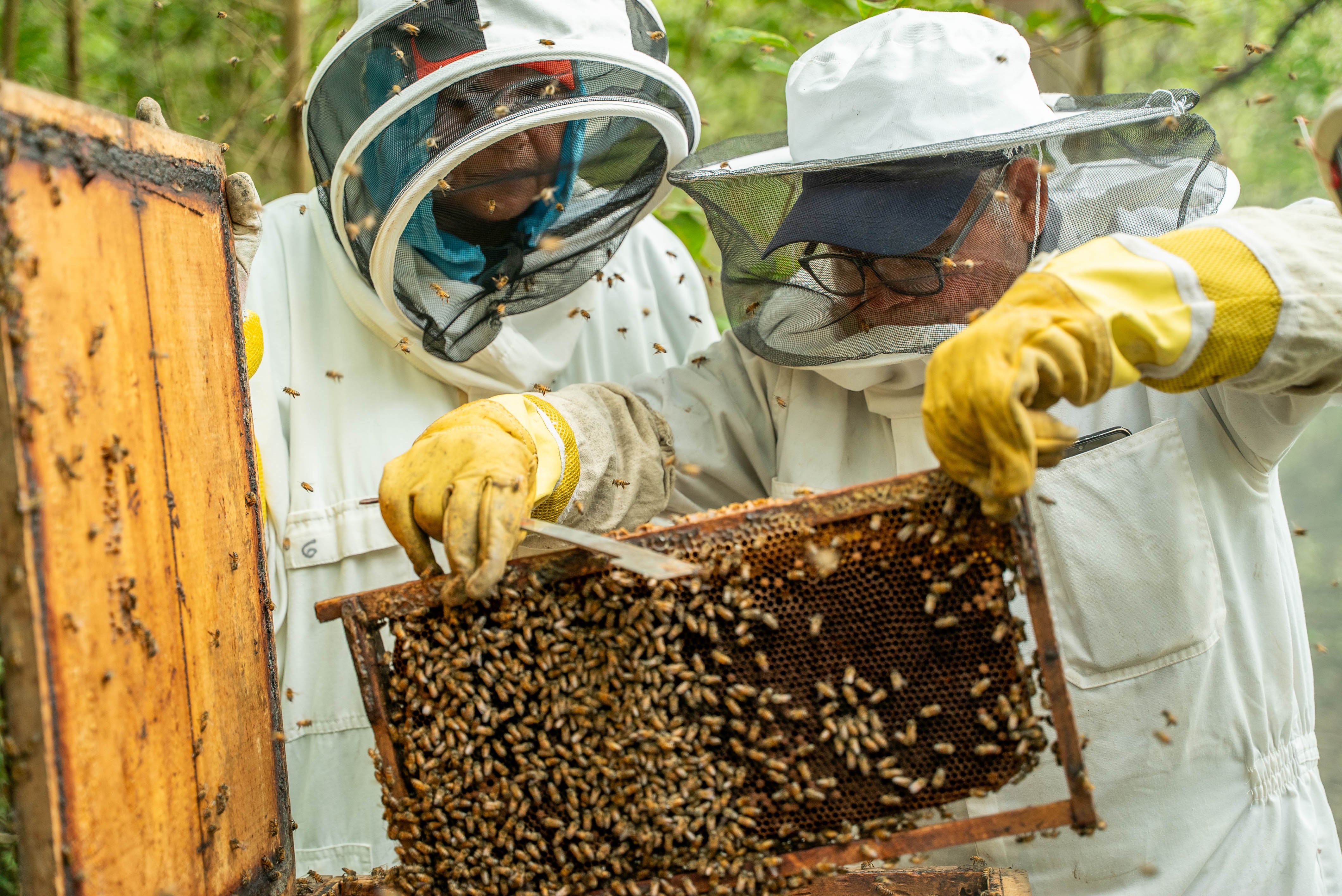 Familias puntarenenses pasaron de no saber nada sobre abejas a un emprendimiento único en Costa Rica, ApiMangle, que protege el manglar y genera ingresos con miel y tours educativos.
