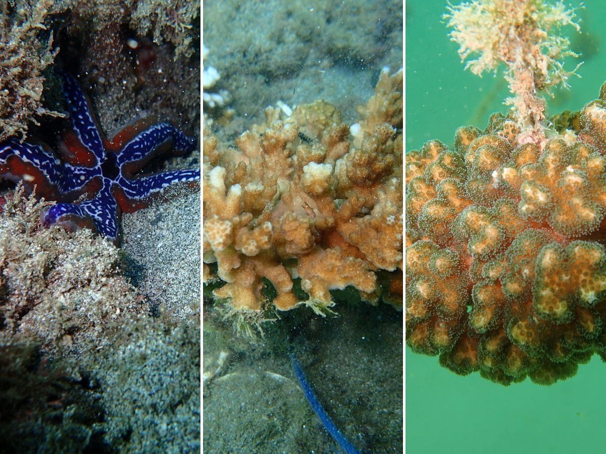 Un grupo de personas se unió para crear jardínes de corales y salvar el arrecife de Isla Tortuga.