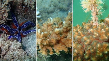 Con método japonés están repoblando los corales de Isla Tortuga