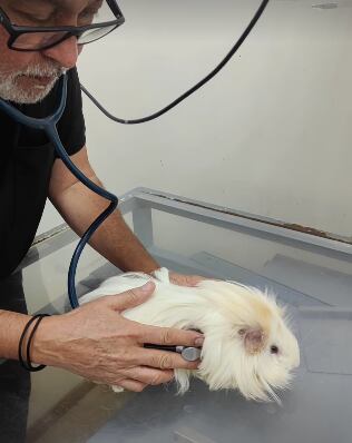 El es Botón, la mascota de la hija de Ítalo Marenco