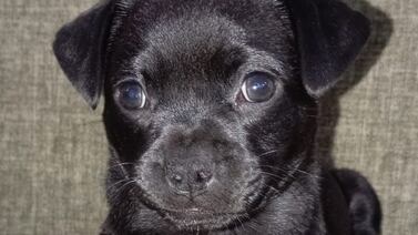 De una bolsa de basura a los brazos de un héroe: El rescate que conmovió a Talamanca