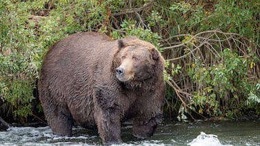 De amenaza a alimento: la crisis de osos en Japón genera debate y nuevas prácticas culinarias