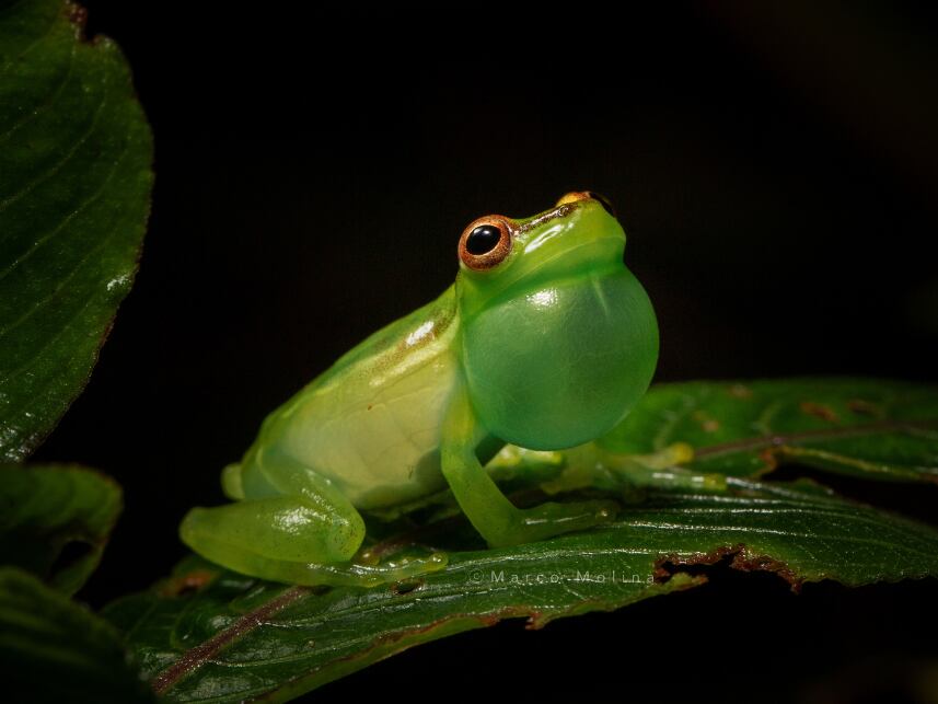 La Fundación Costa Rica Wildlife anuncia con mucha emoción el descubrimiento de una nueva especie de rana escondida entre el Volcán Tenorio y el Volcán Miravalles. Fue descubierta por Donald Varela Soto, un guía naturalista de Bijagua, en la reserva biológica Valle del Tapir