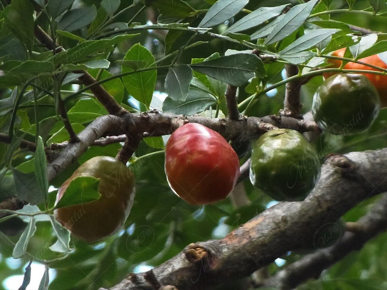 Planta de jocote tronador.La abundancia de venta de jocotes, característica de esta época del año, cambió por una escasez de la fruta a raíz de los efectos del cambio climático, ya sea por exceso de lluvias o por aumento de las temperaturas durante el periodo de producción.