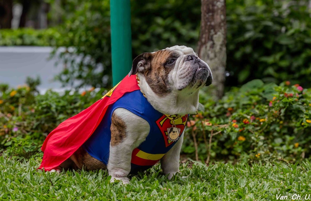 Hay perros que llegan a una familia para hacer compañía, pero Mack llegó con una misión mucho más grande. Este bulldog inglés de siete años llegó a una casa de La Garita de Alajuela como un regalo de Navidad y terminó convirtiéndose en un verdadero ángel de cuatro patas.