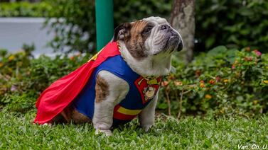 Mack, bulldog inglés que es influencer y nació para sanar la salud y los corazones de los humanos