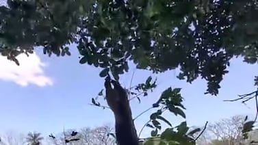 Video de oso hormiguero escapando de incendio conmueve en redes