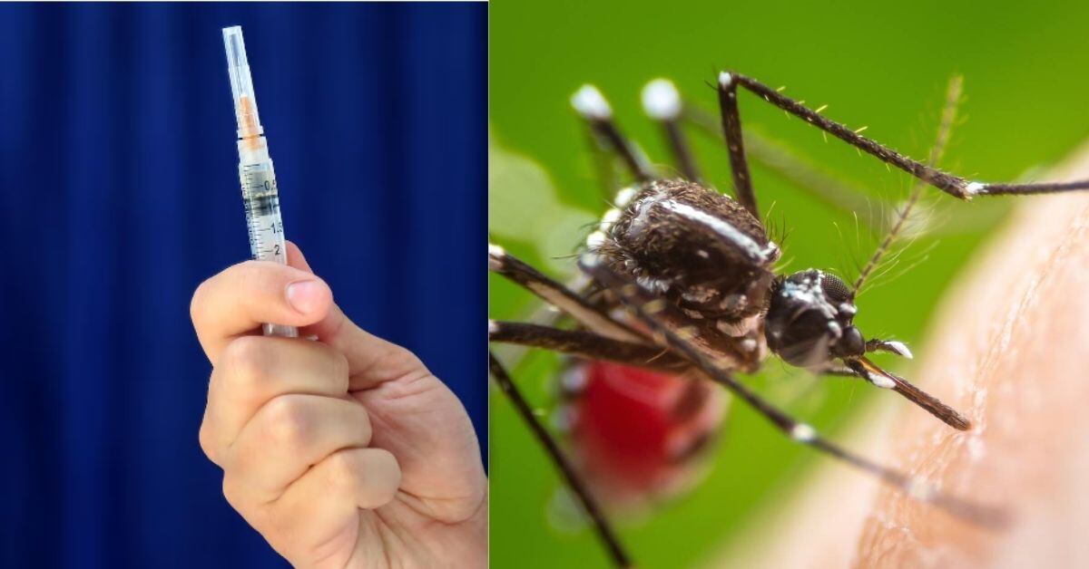 Composición fotográfica hecha con dos fotografías. A la izquierda, una vacuna; a la derecha, el mosquito Aedes aegypti, transmisor de la fiebre amarilla.
