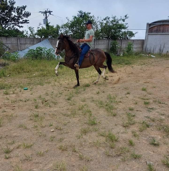 Gustavo Araya, montador de toros que murió en accidente de tránsito.