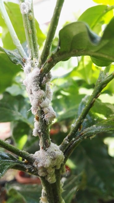 El ingeniero agrónomo, Daniel Ramírez Valerio, coordinador del programa de Control de Plagas del Instituto del Café de Costa Rica (Icafe), asegura que nuestras autoridades la pegaron con ponerle cochinilla al operativo que realizaron agentes del OIJ el pasado lunes 14 de junio.