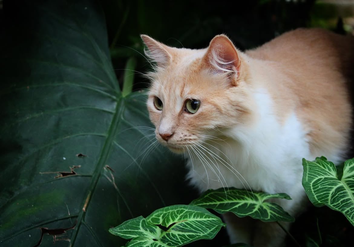 nota de gatos