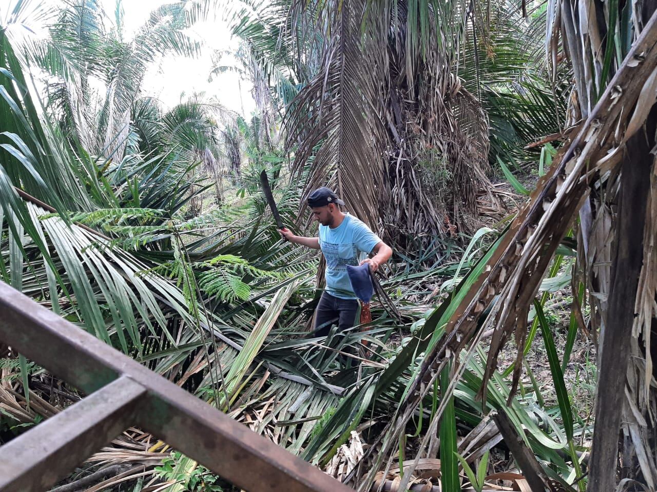 Carlos Mora Rivera, acosteño de nacimiento, junto con un grupo de vecinos, en el negocio familiar, distribuyen palma bendita para el Domingo de Ramos en más de 350 iglesias del país