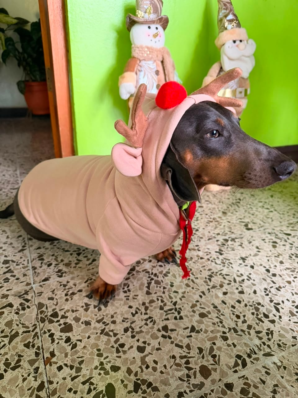 El perro salchicha, bautizado por el personaje Draco Malfoy de Harry Potter, llegó a un hogar pocos días porque iba a ser regalado, pero terminó convirtiéndose en el compañero inseparable