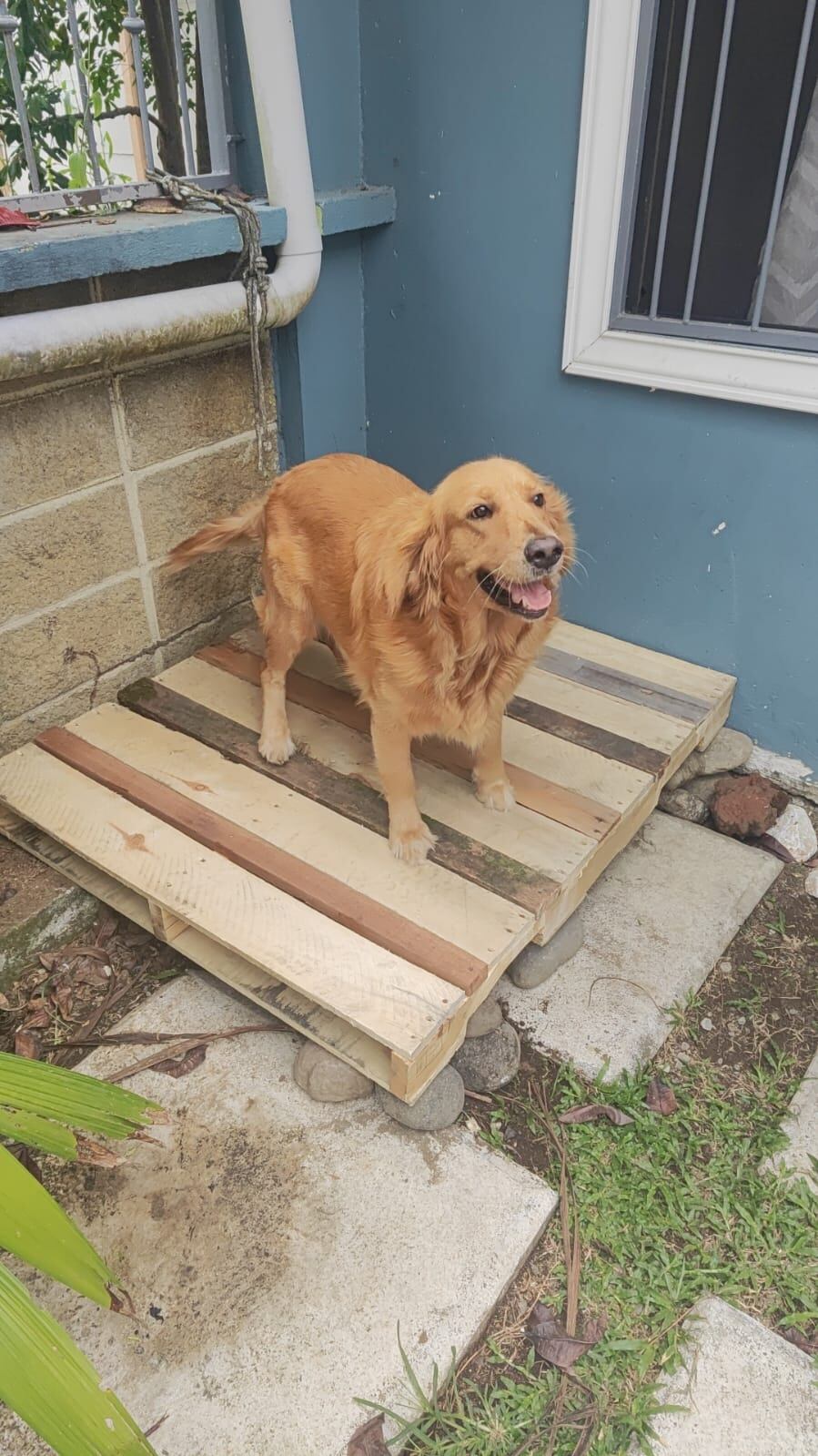 Delio Masis Murcia, de 65 años, rescató este golden en diciembre del 2023 Foto: Cortesía Delio Andrés Masís, hijo.