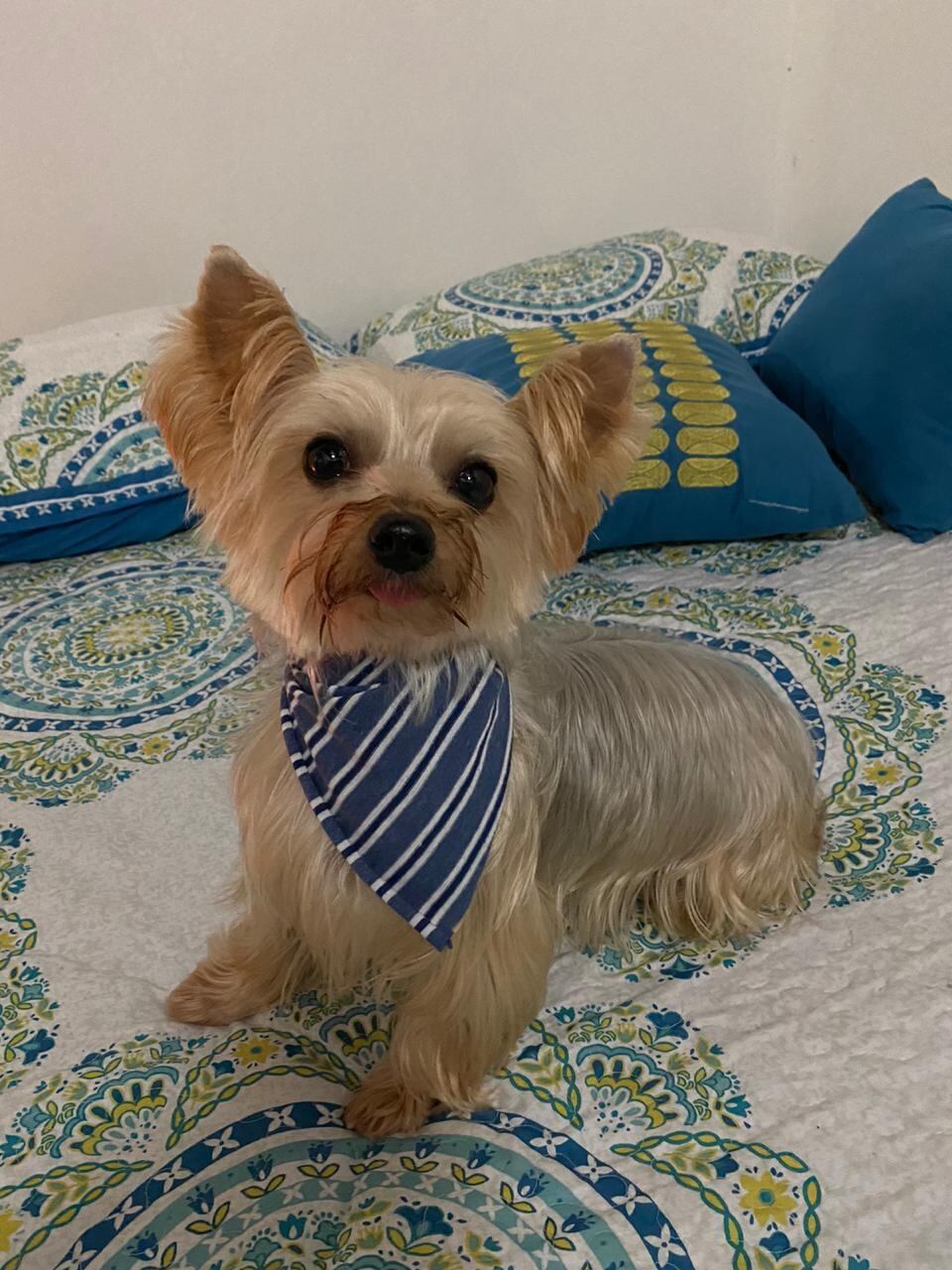Toby, perrito de raza Yorkie desaparecido en Heredia. Foto cortesía.