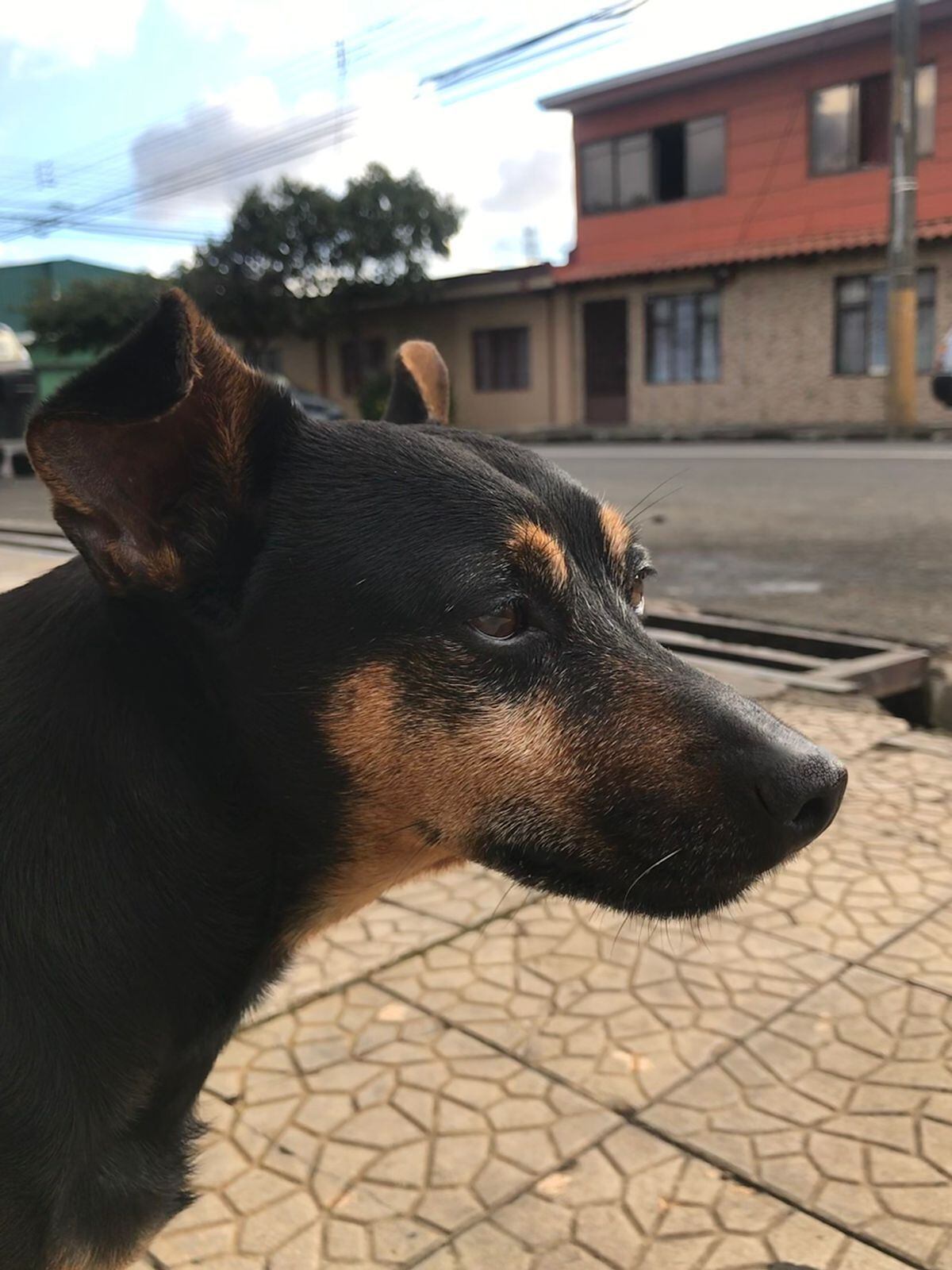Un perrito de nombre Pepe se convirtió en otro peludito víctima de la crueldad animal y una cámara de seguridad grabó los últimos minutos de vida. Foto: Cortesía Dolíver Mesén para La Teja
