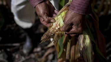 La ONU advierte que el bloqueo de Ormuz podría desencadenar una grave crisis alimentaria mundial
