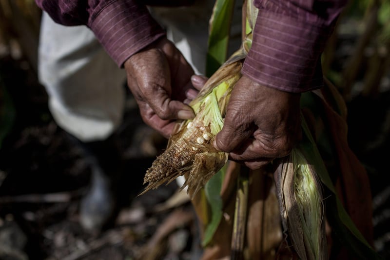 Manos de un agricultor, oscuras, rompiendo una mazorca. Al fondo, desenfocadas, las botas del agricultor.