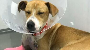 ¿Cómo le suena un hospital municipal que atienda gratis a los animalitos de la calle?