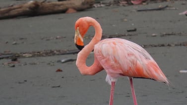 Avistamiento de flamencos en Costa Rica, ¿cómo llegaron al país?