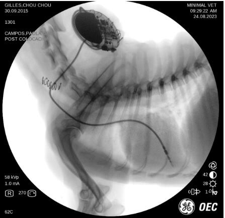 Chou Chou es una perrita tica de 6 años de la raza Shih Tzu que el año pasado se puso muy malita de salud y terminó este 2023 en el quirófano en donde le pusieron un marcapasos