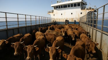 Terror en el mar: Las 3.000 vacas uruguayas atrapadas en un barco por 50 días y lo que descubrió Turquía