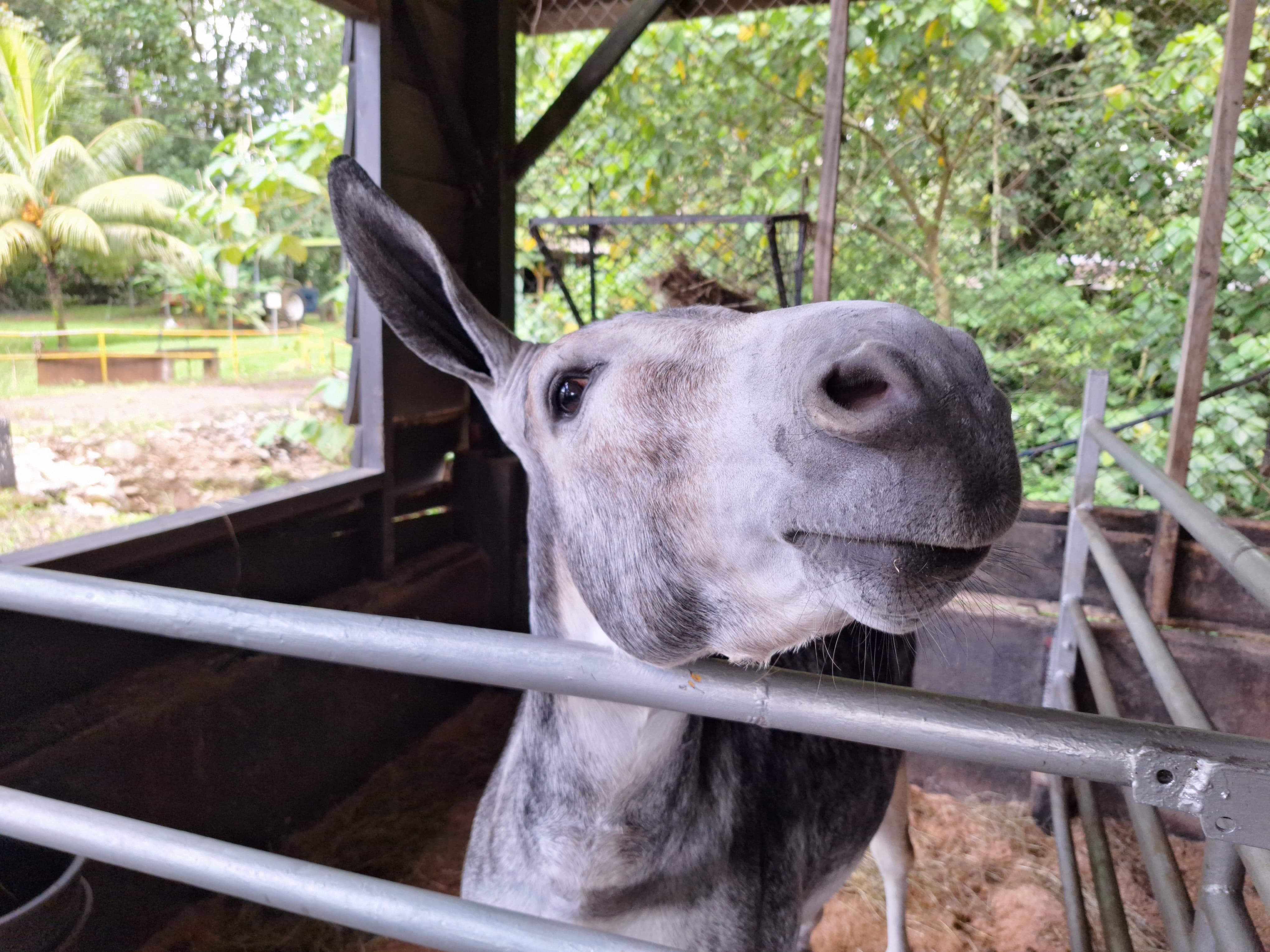 Luigy tiene seis años y es una de las estrellas de “La Granjita del Agro”, donde los estudiantes aprenden haciendo y descubren que cuidar a los animales también es una forma de aprender.