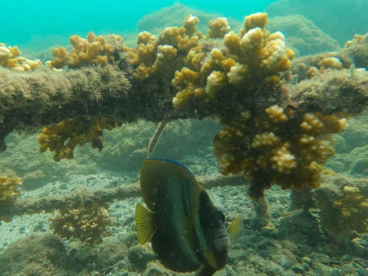 Los corales de Isla Tortuga están pasando por un momento crítico.