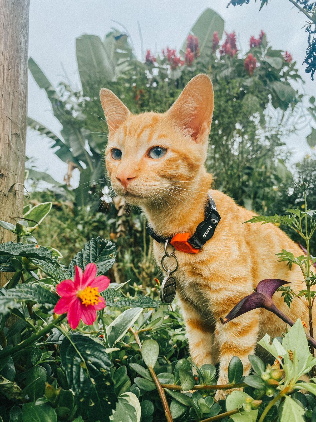 Lina (gatita gris) y Luke (gato amarillo) forman parte de la famosa manada de Logan y Luna.