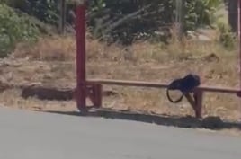 El bulto del menor agredido en la parada del bus