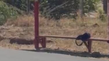 Videos muestran la discusión entre estudiantes en Liberia que terminó con uno fallecido