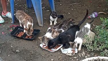 Inundaciones: Alimenta animales porque no olvida lo que vivió con el huracán Nate