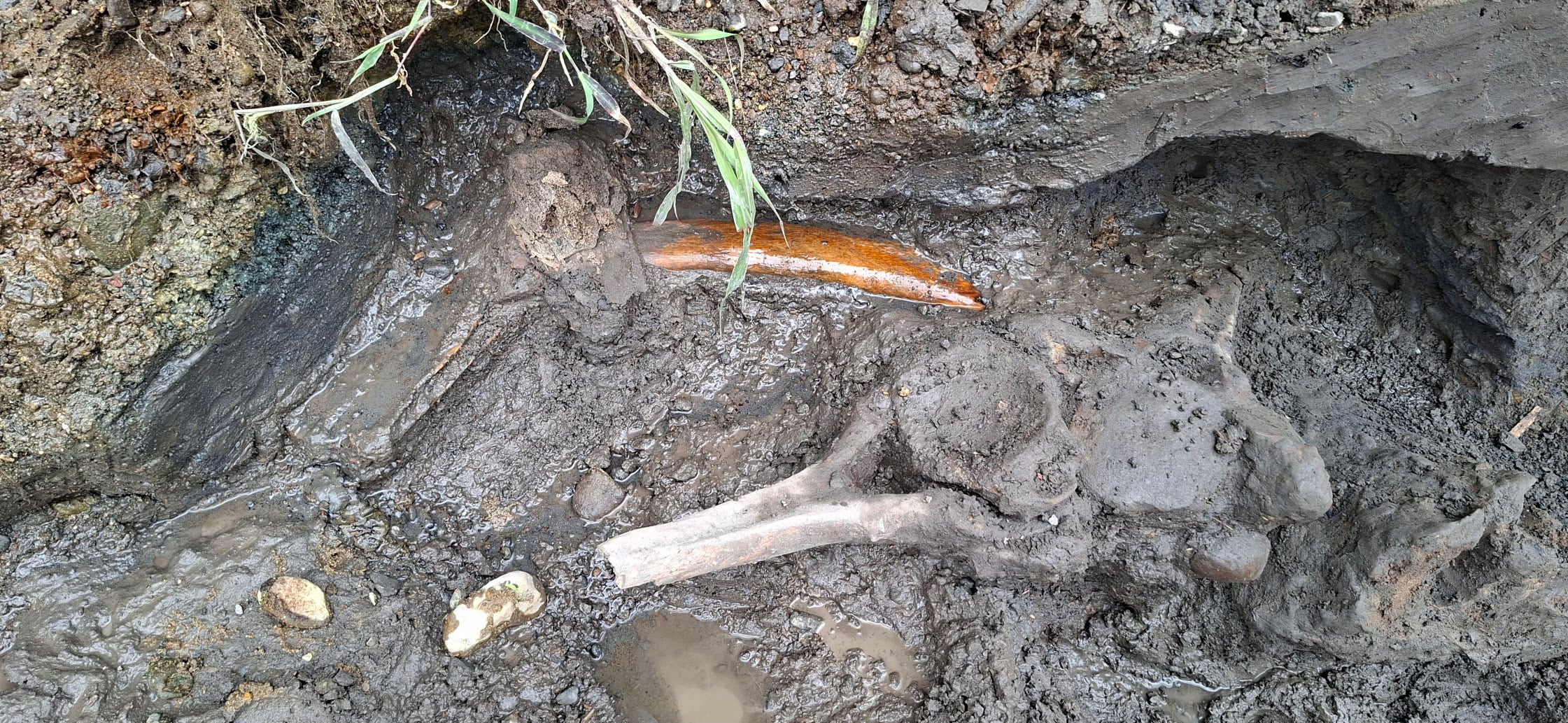 Hallazgo de mastodonte en Cartago