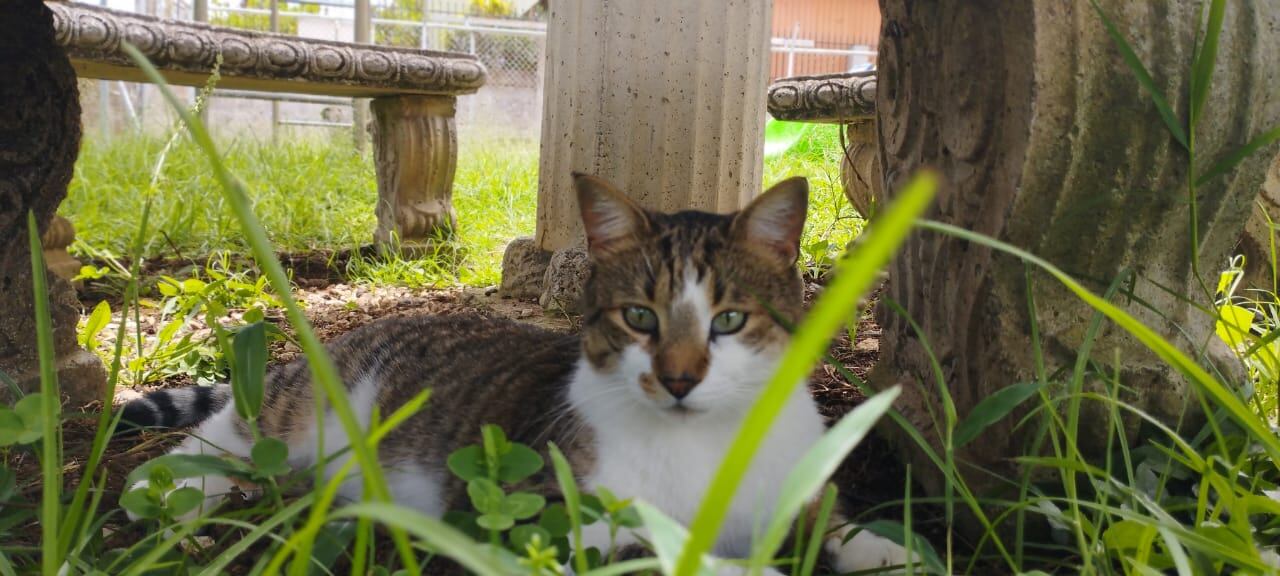 Pedro es un gatito que está desaparecido desde el 23 de abril anterior.