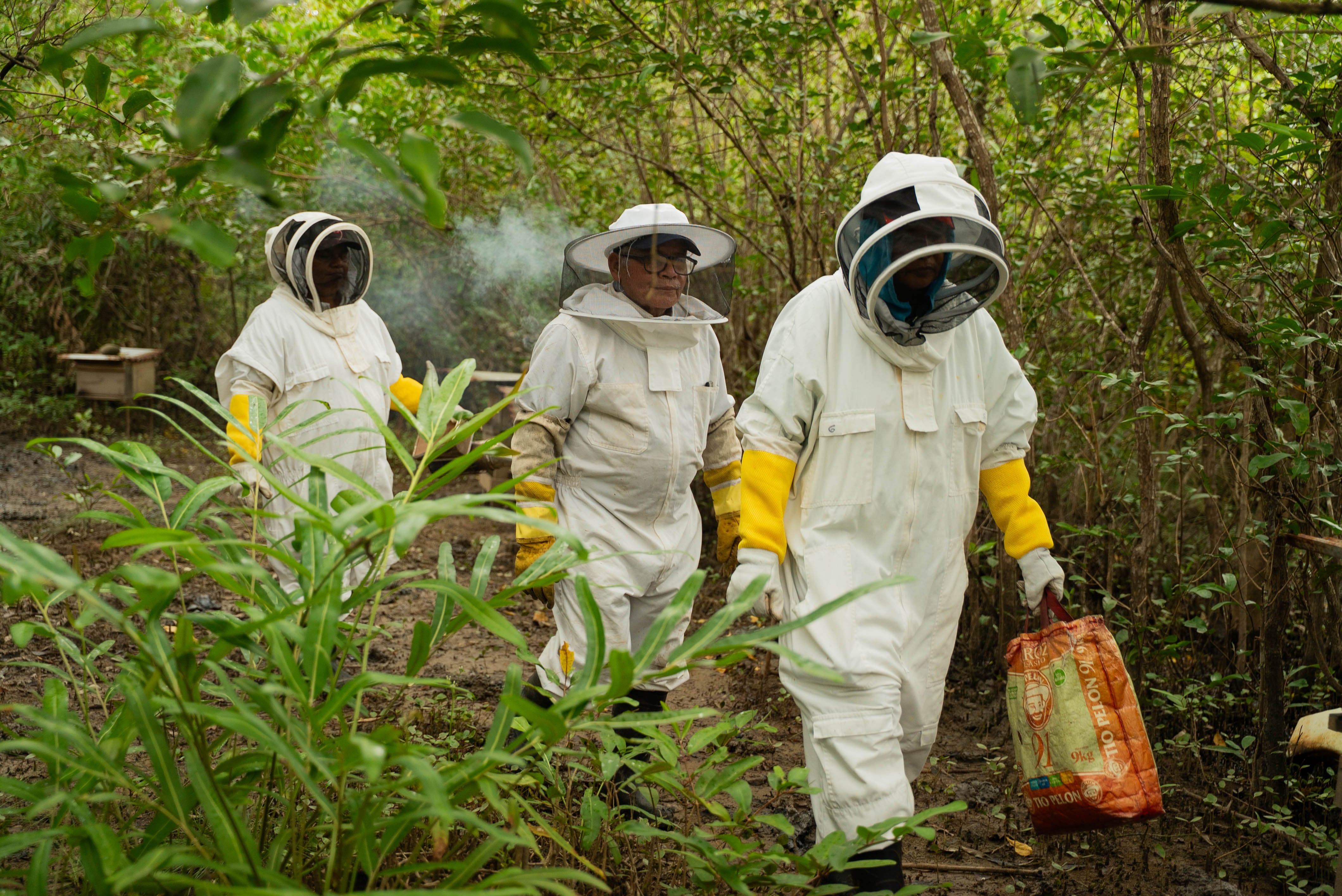 Familias puntarenenses pasaron de no saber nada sobre abejas a un emprendimiento único en Costa Rica, ApiMangle, que protege el manglar y genera ingresos con miel y tours educativos.