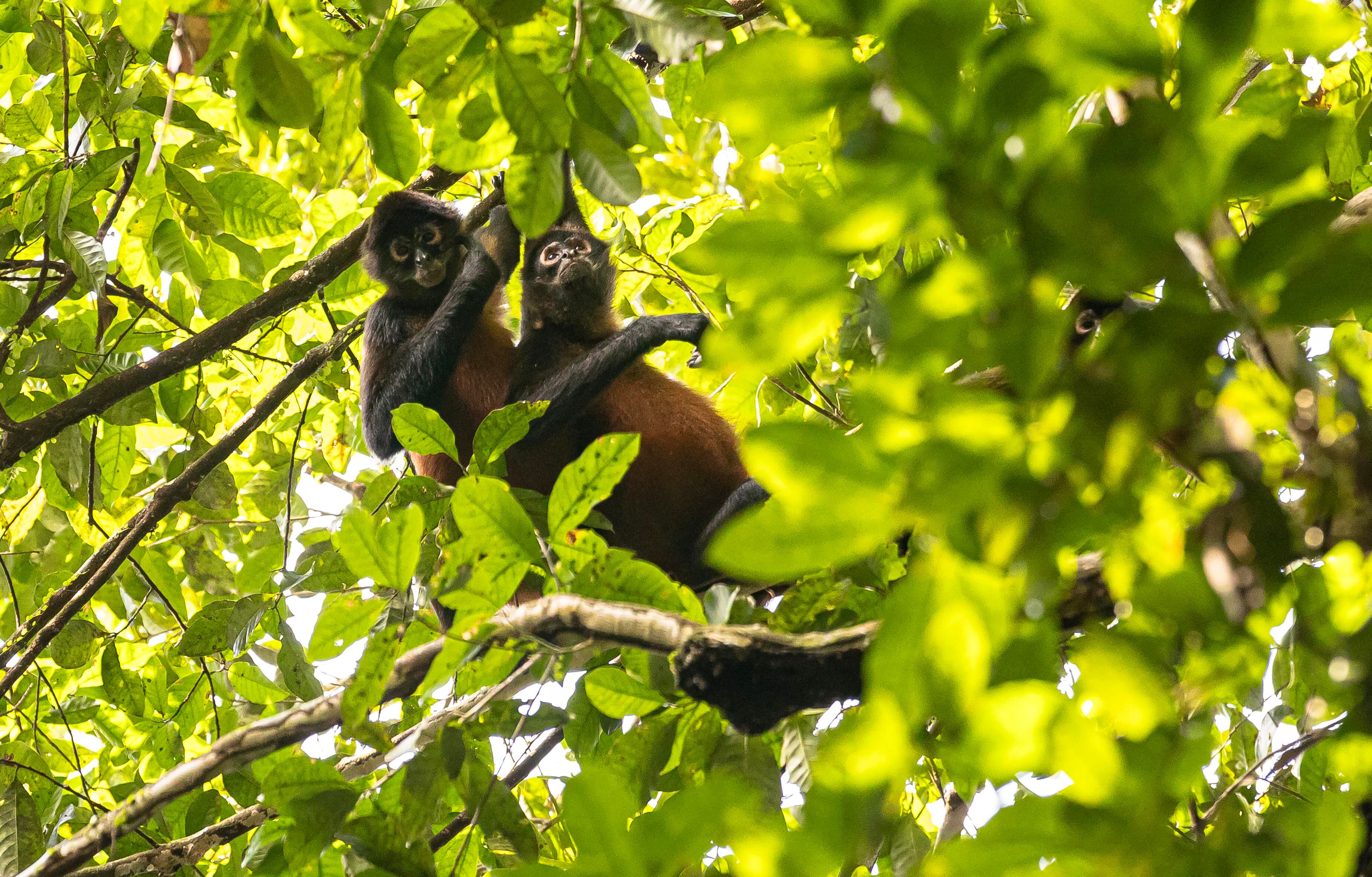 Parque Nacional Carara ( Río de Lagartos  en lengua Híndigena Huetar ) Garabito de  Puntarenas. Foto Alonso Tenorio