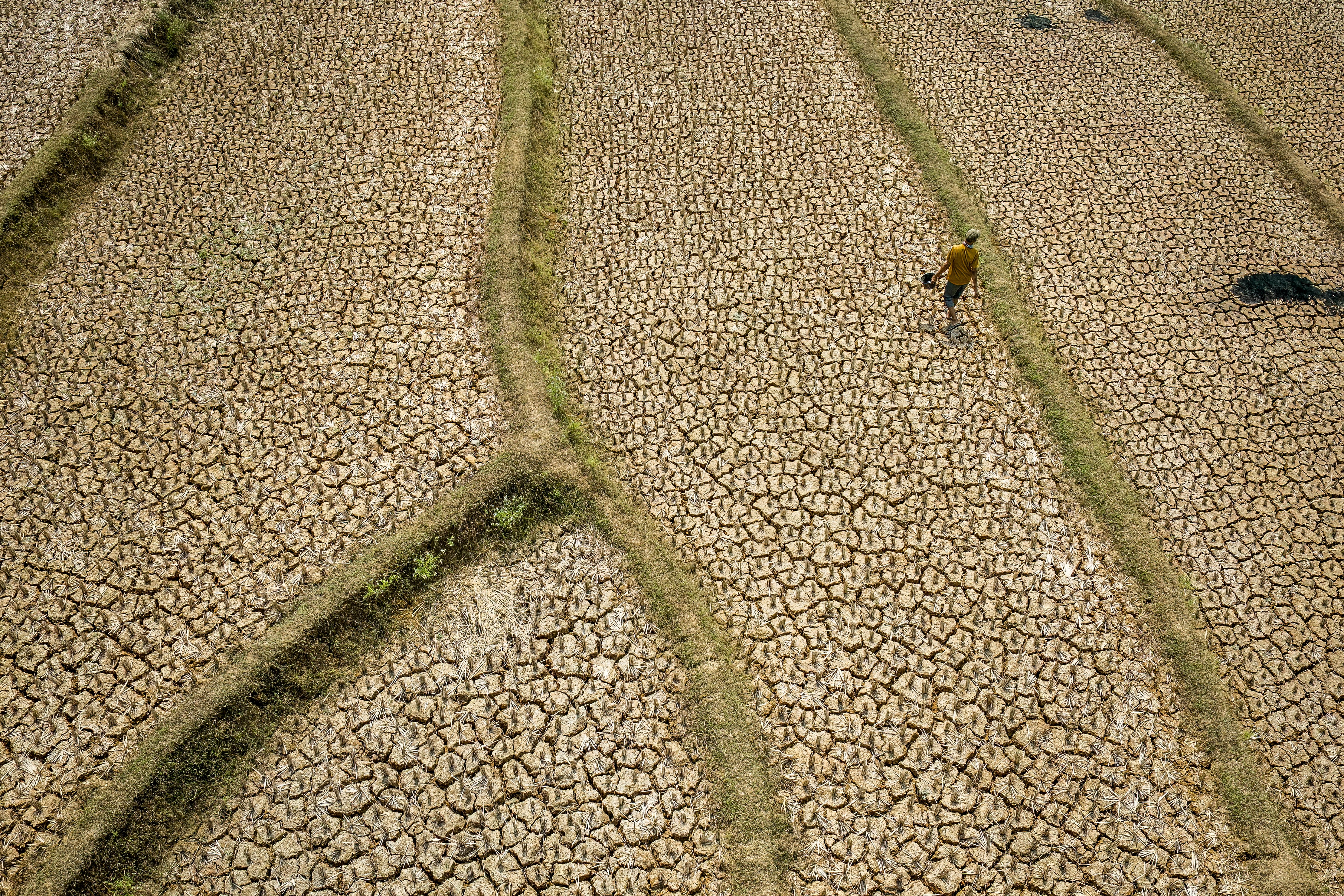 Esta fotografía aérea muestra a un habitante que camina por un arrozal seco, con el suelo agrietado debido a una prolongada estación seca, en la aldea de Wening Galih, en Bogor, Java Occidental, Indonesia