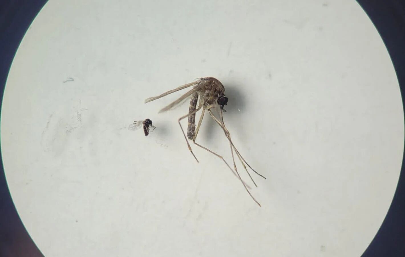 Toda América enciende sus alertas al máximo por un nuevo virus que transmite un mosquito el cual ya, ahora sí, está llegando a varios países del continente.