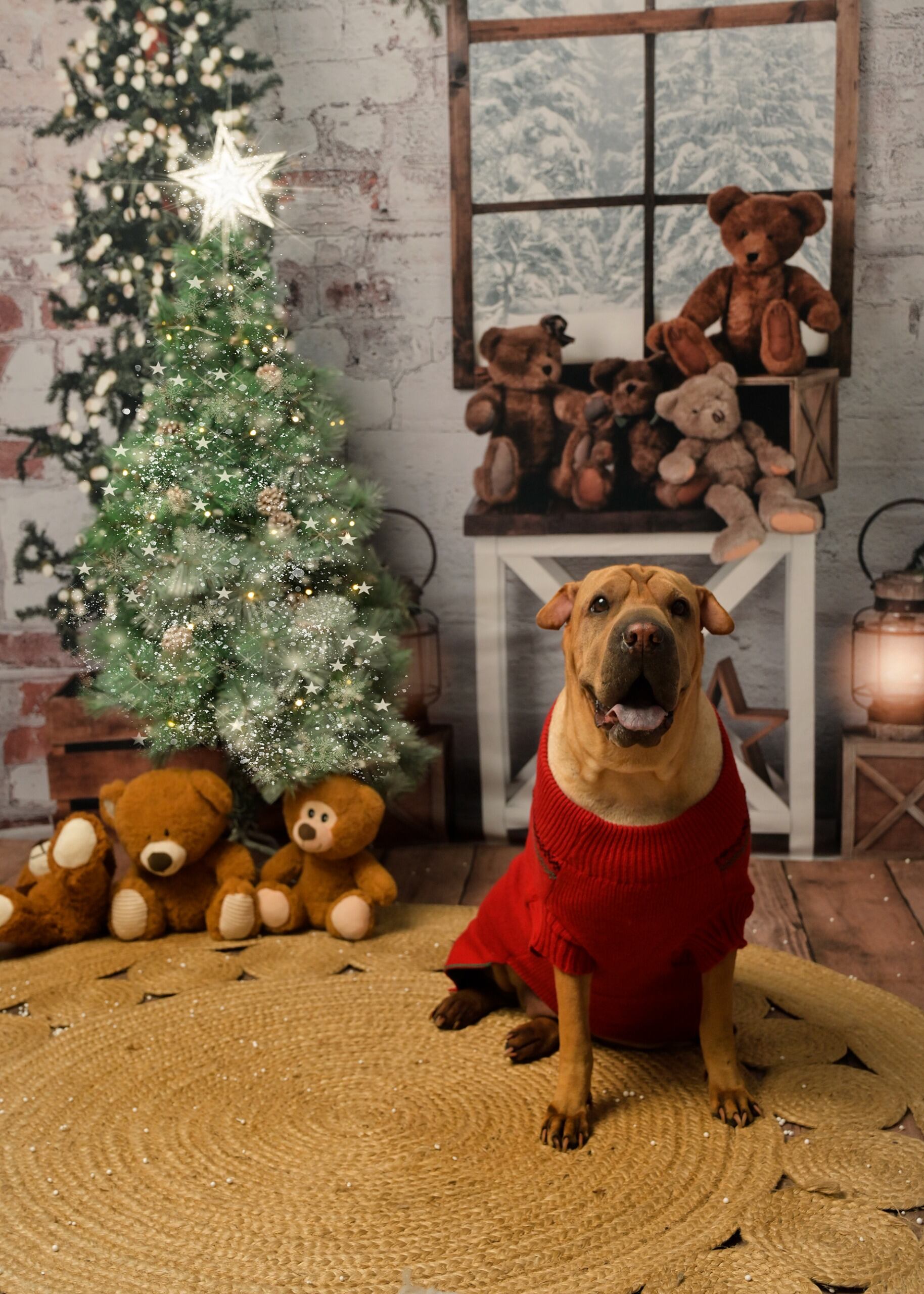 Mariano García Cerna, fotógrafo profesional dueño del estudio fotográfico Tony, un estudio que tiene 40 años, nos confirma que las fotos familares con perros y gatos aumentaron después de la pandemia. Posa Moly con toda su belleza para la foto.